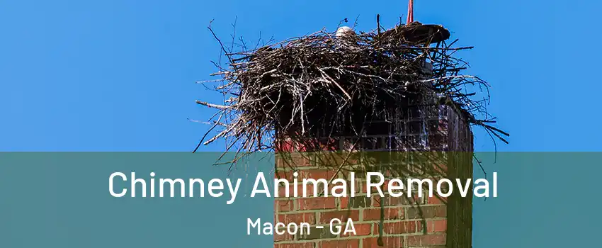 Chimney Animal Removal Macon - GA