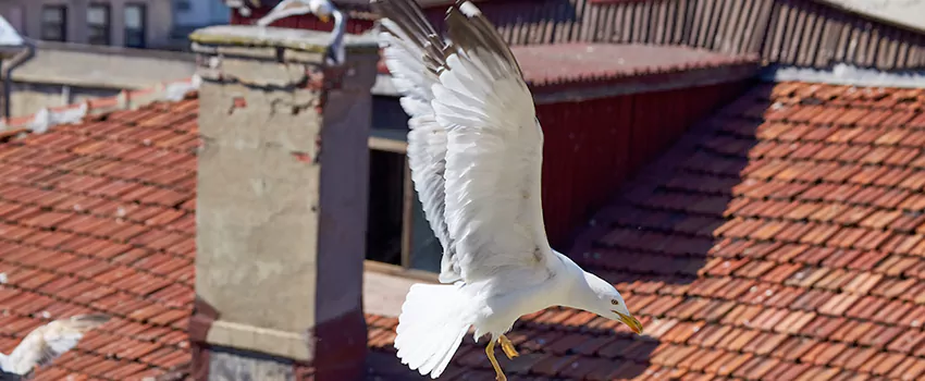 Residential Chimney Animal Removal Solution in Macon, GA